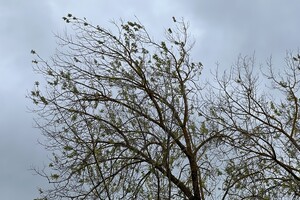 Во Владимирской области 5 мая ветер усилится до 17 м/с