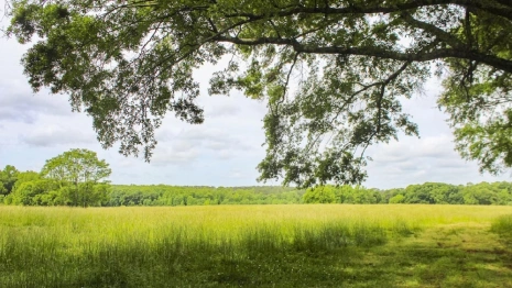 Во Владимирской области на торги выставят участок фермерской земли в 23 га