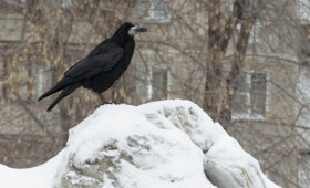 Во Владимирской области преждевременно прилетели грачи