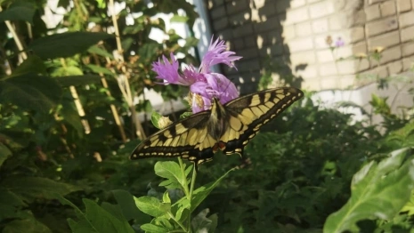 Во Владимире заметили махаона