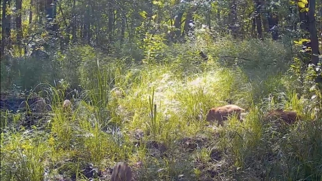 Во Владимирской области заметили семейство кабанов