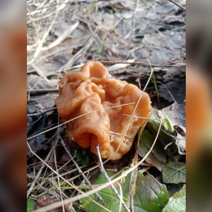 В лесах Владимирской области появились первые весенние грибы