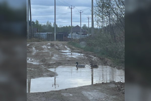В одной из деревень Владимирской области утки плавают в огромной луже