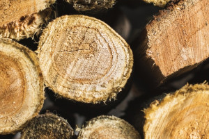 Житель Гусь-Хрустального избежал реального срока за вырубку 139 деревьев