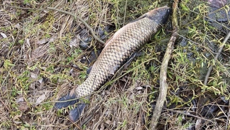 Силовики завершили расследование дела о массовой гибели рыбы в реке в Юрьев-Польском районе