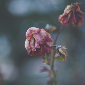 Во Владимирской области назвали районы с самой высокой смертностью