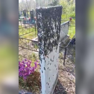 Гусеницы шелкопряда в Гусь-Хрустальном добрались до кладбищ