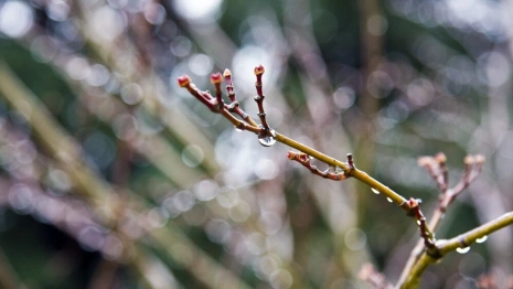 Во Владимирской области снег сойдет к 5 апреля