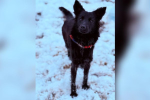 Во Владимире собаку спасли из ужасных условий у цыган