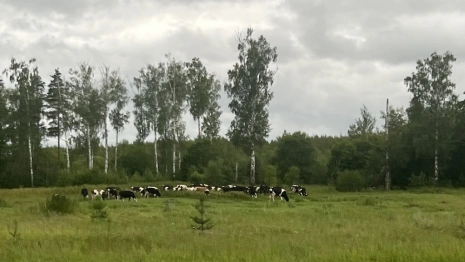 Во Владимирской области на звание «Самой красивой» будут претендовать 75 деревень