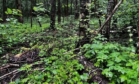 Вырубка леса в урочище под Суздалем привела к уголовному делу 