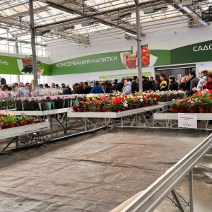 Владимирцы 8 марта штурмовали тепличный комбинат ради покупки цветов