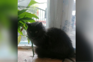 Во Владимире бабушка оказалась взаперти в собственной квартире из-за кошачьего свидания