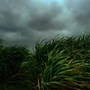 МЧС спрогнозировало усиление ураганного ветра во Владимирской области