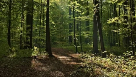 Пропавшую в Александровском районе 9-летнюю девочку нашли живой