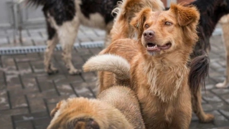Во Владимирской области перенесли строительство приюта для животных