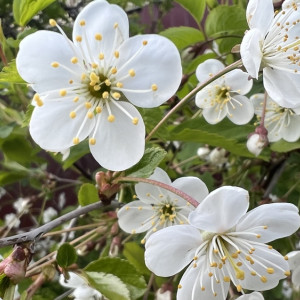 День Пахома Теплого: что можно и чего нельзя делать 28 мая