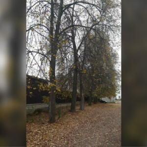 В Коврове ради строительства складов решили уничтожить 30 вековых лип