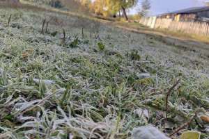 Жителей Владимира предупредили о заморозках 24 мая