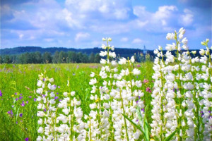 Во Владимирской области зацвели люпиновые поля