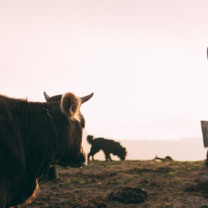Владимирские фермеры пожаловались на закупочные цены на молоко