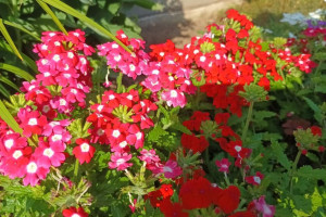 Прогноз погоды во Владимире и области на 12 июля