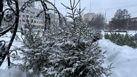 Во Владимире елочные базары заработают с 20-х чисел декабря