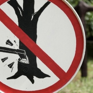 Неизвестный вырубил 5 сосен на улице Березовой в Коврове