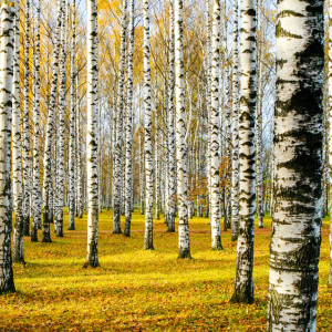 Березосок: что можно и нельзя делать 11 мая