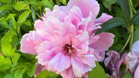 Прогноз погоды во Владимире и области на 11 июля