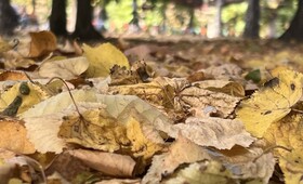 Октябрь во Владимирской области начнется с похолодания