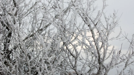 Во Владимире решили вырубить деревья в парке у ДТЮ
