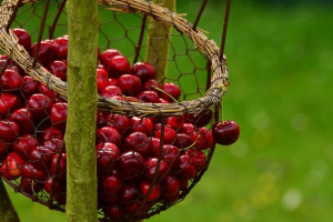 Во Владимире впервые после 2-летнего перерыва состоится «Вишневый Спас»