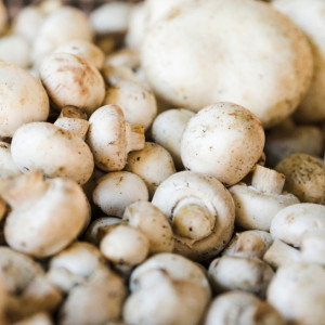 Владимирская область отправила за границу 130 тонн торфгрунта для выращивания шампиньонов