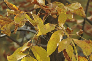 Прогноз погоды во Владимире и области на 13 мая 2024 года