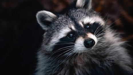 Ковровчане пожаловались на ужасные условия содержания экзотических животных на выставке