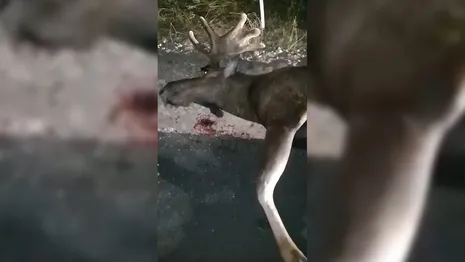 Во Владимирской области насмерть сбили лося