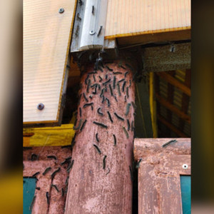 Жителям Владимирской области предложили давить гусениц шелкопряда