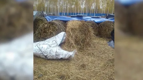 Во Владимирской области пропавшего 8-летнего мальчика нашли спящим в стоге сена 