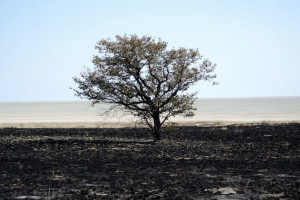 Во Владимире сгорел участок в 300 квадратов
