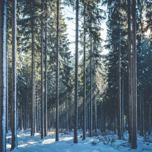 Труп пропавшего во Владимире 28-летнего парня нашли в лесополосе