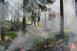 Во Владимирской области на 2 дня объявили желтый уровень погодной опасности