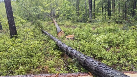 Вырубка 43 деревьев в Судогодском районе привела к уголовному делу