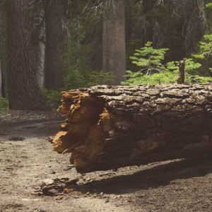 Во Владимирской области дерево насмерть придавило человека