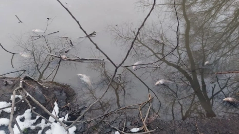 Массовая гибель рыбы в Добросельском пруду во Владимире привела к уголовному делу