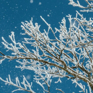 Первая неделя декабря во Владимирской области закончится 17- градусными морозами