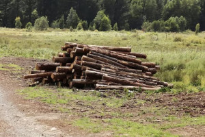 Двое жителей Суздаля избежали реальных сроков за спил деревьев на миллион рублей