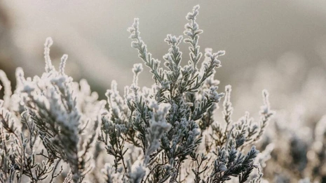 Владимирцев предупредили о возможных заморозках в октябре