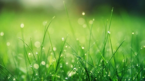 Рабочая неделя во Владимире начнется с потепления и дождей