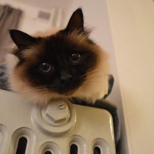 Гайд «День во Владимире». Топ-5 необычных способов согреться без отопления